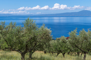 Scenic Olive Grove on Kalamata Coast 