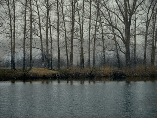 Fototapeta na wymiar The river and the shore, on which tall trees, reeds and shrubs grow, it's early spring, the snow has melted, but now it's snowing heavily, the sky is overcast and foggy
