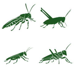 Foto auf Alu-Dibond grasshopper silhouette, grasshopper png, grasshopper svg, grasshopper illustration, grasshopper vector, insect, grasshopper, isolated, animal, macro, green, nature, locust, cricket, bug, white, antenn © Feroza Bakht 
