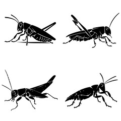 grasshopper silhouette, grasshopper png, grasshopper svg, grasshopper illustration, grasshopper vector, insect, grasshopper, isolated, animal, macro, green, nature, locust, cricket, bug, white, antenn