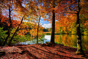 Autumnal landscape of the forest and twisted Radunia river in Kashubia. Poland