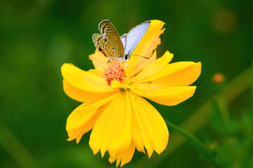 秋に公園や街角で見られる紫色が美しい身近な小さなチョウ、クロマダラソテツシジミ