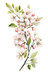 Branch of a blossoming fruit tree in watercolor style