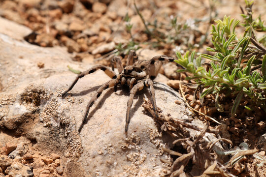 Wild thyme in its natural environment. Wolf Spider.