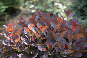 Close-up of orange and red leaves and red fruits of low-growing, deciduous shrub