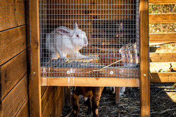 Obraz premium Countryside Mini Zoo: Adorable White Rabbit in Cage. Perfect for various design and creative projects, including posters, brochures, and more. Selective focus.