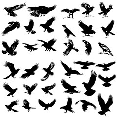 bird, silhouette, vector, animal, flying, illustration, nature, birds, fly, icon, wings, black, set, wild, pigeon, wing, dove, wildlife, silhouettes, seagull, flight, feather, design, eagle