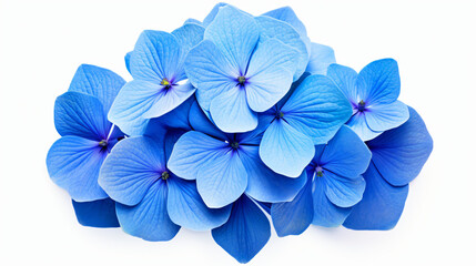 Blue hydrangea flower on white background