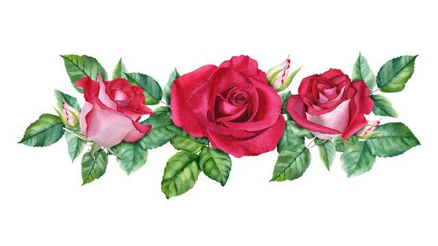 A composition, garland with Luxor red Roses blooms buds and leaves. Watercolor Illustration for cards invitation