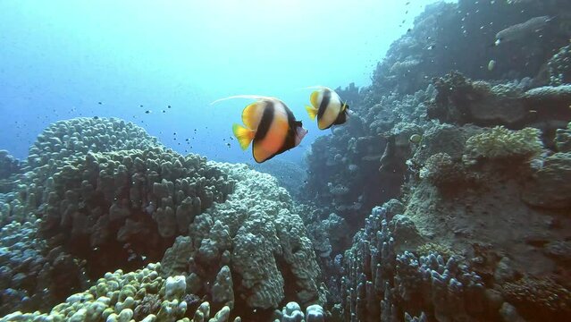 Red sea bannerfish pair swimming in stony coral reef close up tracking shot. Two butterflyfish and black and white chromis fish flock underwater
