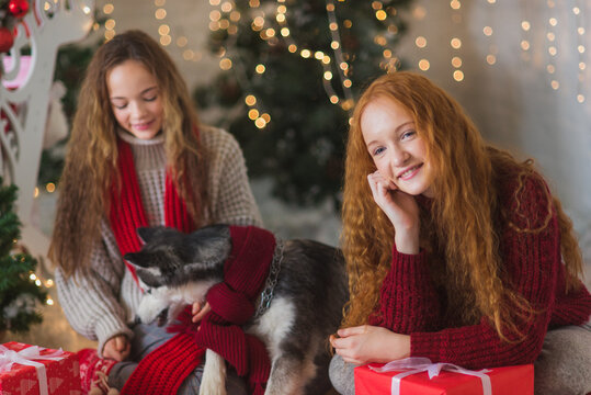 Two teenagers sisters in sweaters and scarfa and a dog husky in red  knitted scarf play in christmas decorations. 