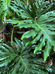 Green background. Tropical green. Beautiful green leaves plants. 