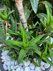 Tropical green. Beautiful green leaves plants. 