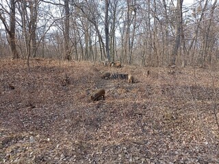 wild boars in the forest