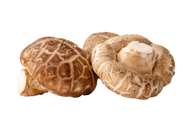 Front view of Fresh shiitake mushrooms in stack isolated on white background with clipping path in png file format. Japanese and Chinese herb