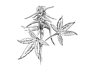 Hemp illustrations for coffee shops, t-shirts, backgrounds. Vectorgraphic illustration of cannabis leaves, flower. Vector illustration of weed in sketch for package design. Marijuana illustrations
