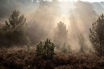 beautiful sunrise over heathland with pine trees - 668157250