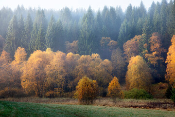 Fall season in forest - 668157271
