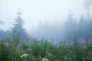 mountain meadow and forest in dense fog - 668157285
