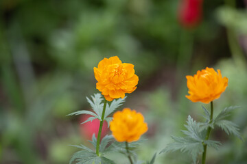 Orange bathing suit flowers in the greenery of the garden for a background with a copy of the space