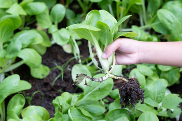 Kid hand harvesting Chinese cabbage green vegetable from the soil