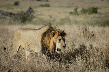 Wild male lion with mane laying in the grass in the morning hours at Maasai Mara National Reserve, Kenya