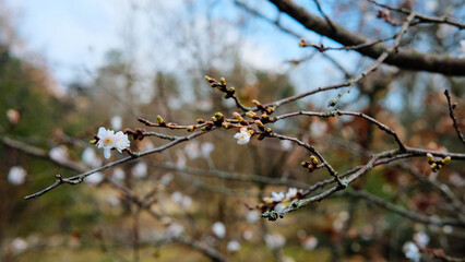 spring blossom in spring