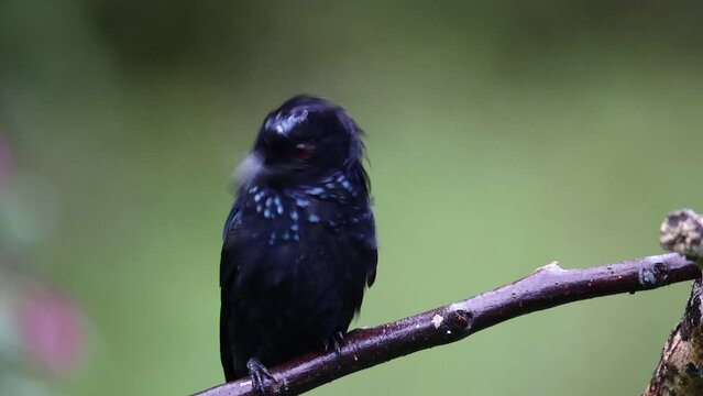 Nature wildlife footage of Hair crested drongo bird perched on a branch