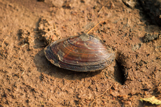 raw mussels (pilsbryoconcha exilis) with shell in dirt (kerang kijing mentah di lumpur)