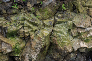 Moss on rocks. Background material. Green moss color texture