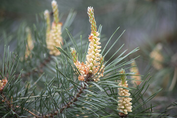 Young Pine buds on branches close up, green natural background.