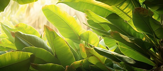 Afternoon sunlight on banana tree foliage