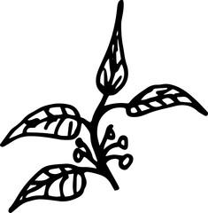 Leaf Botanical Hand Drawn Line Art
