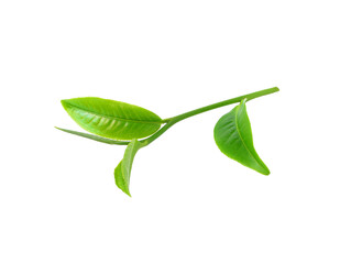green tea leaf transparent png