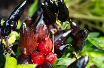 verschiedene Sorten von Chilli und Paprika