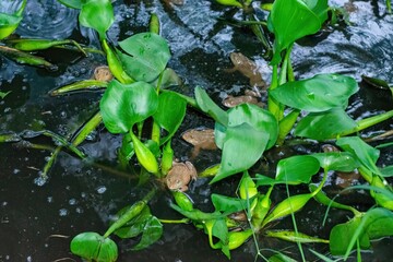 raising frogs,frog in cage,Raising frogs in a small pond