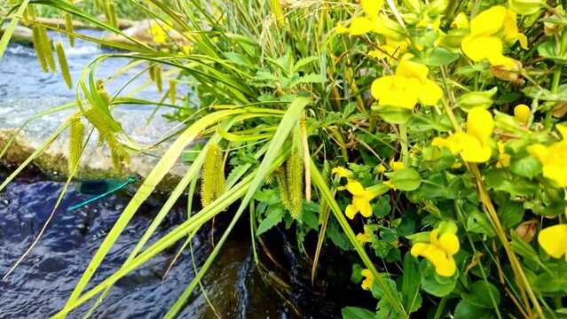 zwei sch&ouml;ne blaue Libellen an idyllischem Bach mit sch&ouml;nen gelben Blumen am Ufer, Naturschutz, Insekt, langsam, zeitlupe, Slowmotion
