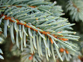 Naklejka na ściany i meble branch of silver fir tree with rain drops close up