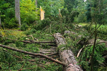 Sturmschaden im Buchen- und Nadelwald; Schwäbische Alb; Baden Württemberg; Deutschland;