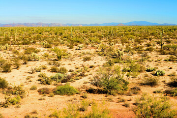 Sonora Desert Arizona