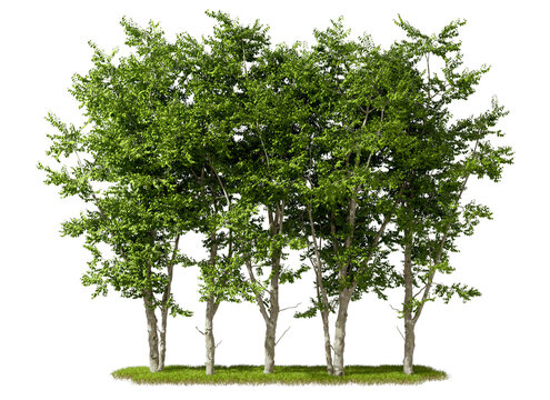 Woods trees landscape growth on grass cutout transparent backgrounds 3d rendering png