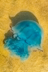 Blaue Nesselqualle in der Nordsee, Deutschland - 668183257