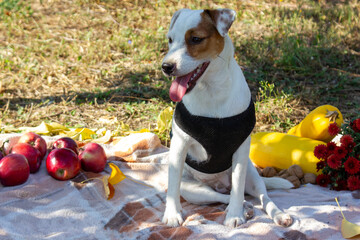The combination of the dog's cheerful expression and the vibrant apple creates a delightful and...