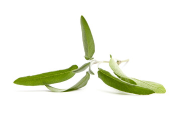 Sage herb leaves isolated on white background. A branch of garden sage, a condiment
