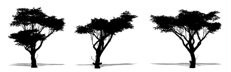 Set or collection of Acacia trees as a black silhouette on white background. Concept or conceptual vector for nature, planet, ecology and conservation, strength, endurance and  beauty