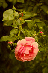 one orange rose close-up on a bush in the garden