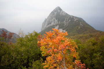 Discover the spiritual beauty of Mount Athos in Greece during the stunning autumn season