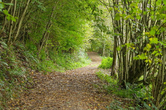 Hiking path along riverside