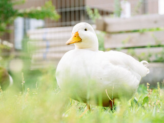 庭で飼われているアヒルのポートレート