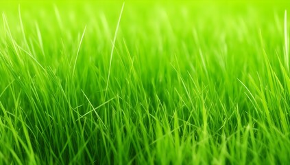 Fototapeta na wymiar Green grass background. Fresh grass texture during sunny day. Close up photo of green lawn.
